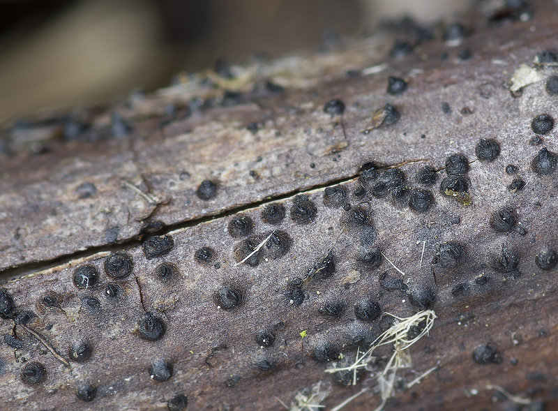 Lophiostoma macrostomum